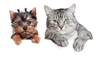 silver Tabby cat and black and tan Yorkie